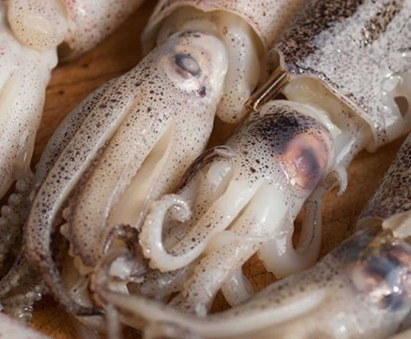 Buy Whole Baby Squid 2.25 kg Online at the Best Price, Free UK Delivery