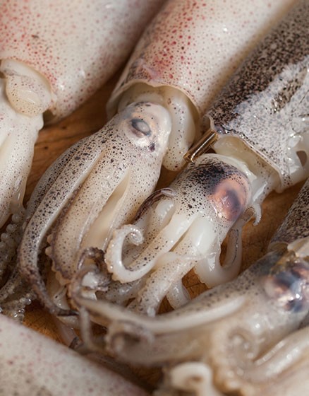 Baby Squid | Bradley's