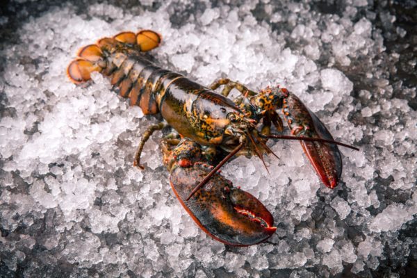 whole raw frozen lobster