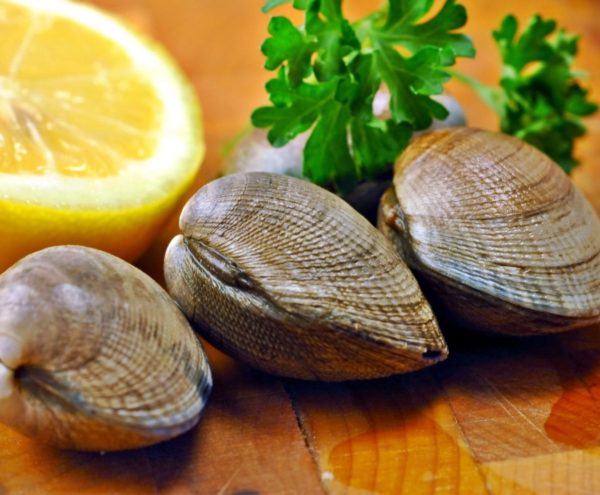 clams in whole shell - 1kg