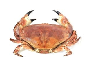 Buy Whole Cooked Brown Crab 800-950g Online at the Best Price, Free UK