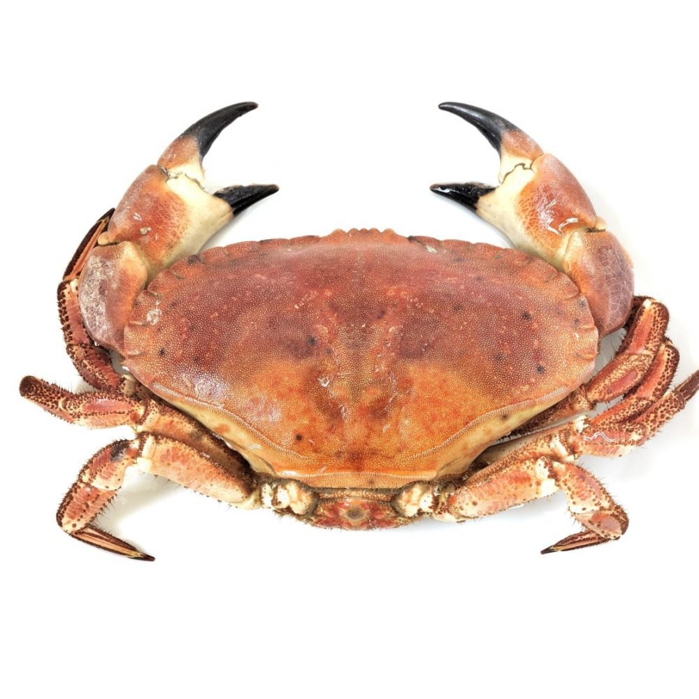 16941600 - boiled crab isolated on white background